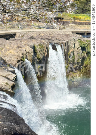 Harajiri Falls and cherry blossoms 124841609