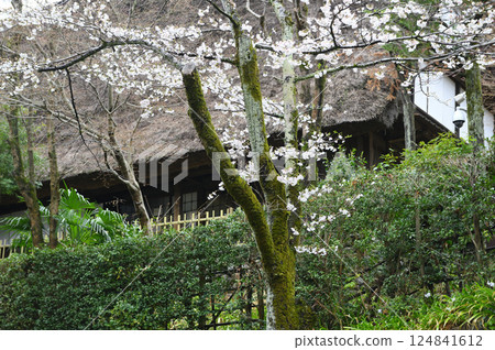 Cherry blossoms at Ikuta Ryokuchi Park shrouded in rain 124841612