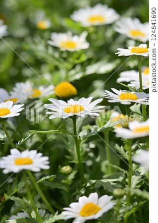 Chrysanthemum, North Pole (Chrysanthemum) Chrysanthemum, North Pole (Chrysanthemum) 124841690