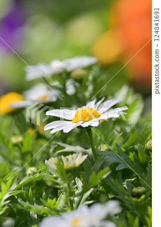 菊花，北極（菊花） 124841691