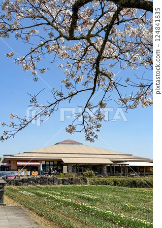 Cherry blossoms in full bloom and Harajiri Falls Roadside Station 124841835