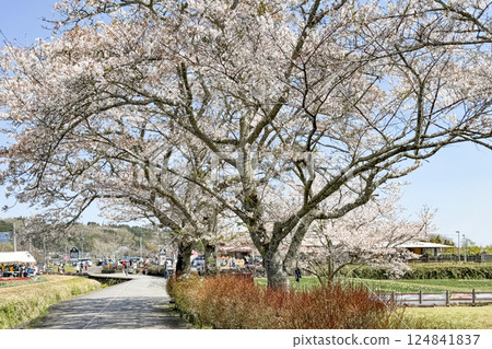 Cherry blossoms in full bloom and Harajiri Falls Roadside Station Cherry blossoms in full bloom and Harajiri Falls Roadside Station 124841837