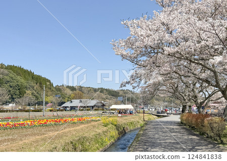 Cherry blossoms in full bloom and Harajiri Falls Roadside Station 124841838