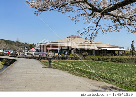 Cherry blossoms in full bloom and Harajiri Falls Roadside Station 124841839