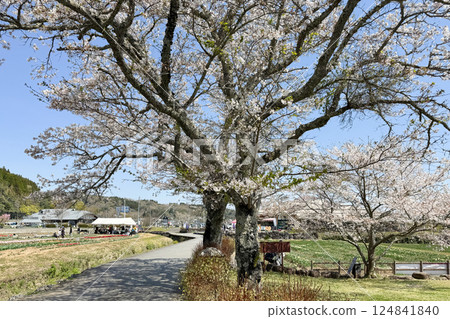 Cherry blossoms in full bloom and Harajiri Falls Roadside Station 124841840