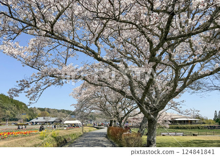 櫻花盛開和原尻瀑佈道之站 124841841
