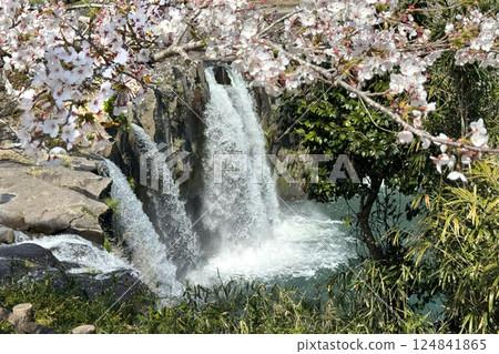 Cherry blossoms in full bloom and Harajiri Falls 124841865