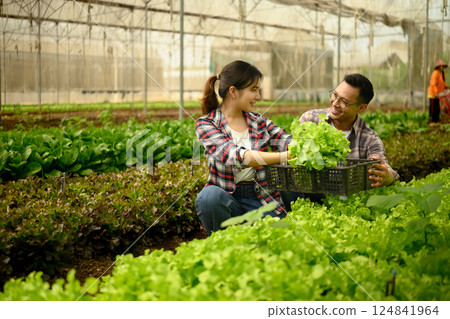 Happy man and woman picking fresh green lettuce in an organic greenhouse 124841964