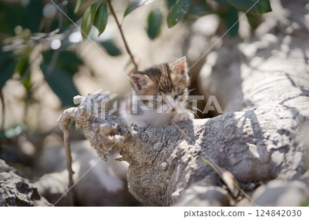 Newborn kitten Newborn kitten 124842030