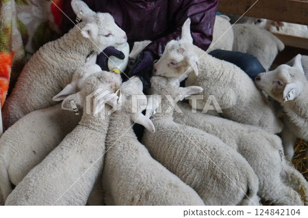 Baby sheep drinking milk from a bottle Baby sheep drinking milk from a bottle 124842104
