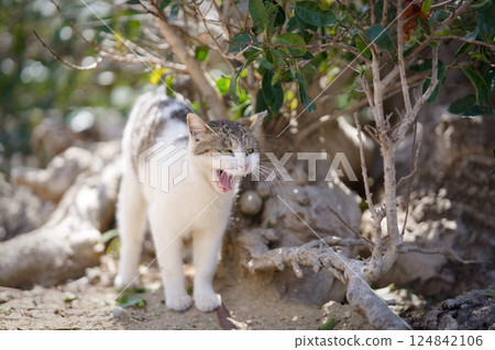 Stray cats become more active in spring Stray cats become more active in spring 124842106
