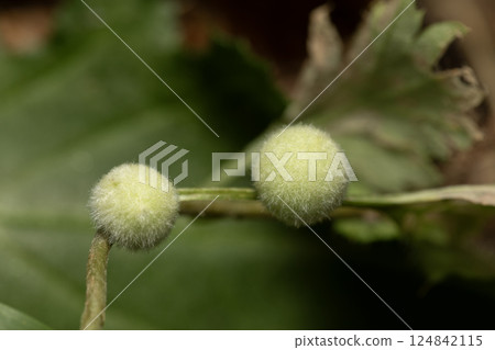 Wormwood Kukita Fushi 124842115