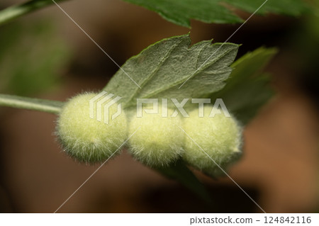 Wormwood Kukita Fushi Wormwood Kukita Fushi 124842116