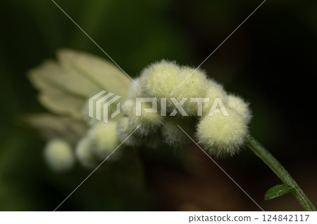 Wormwood Kukita Fushi Wormwood Kukita Fushi 124842117