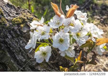 20th Century Pear Flower (Yurihama Town, Tottori Prefecture) 20th Century Pear Flower (Yurihama Town, Tottori Prefecture) 124842209