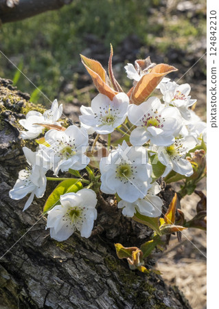 20th Century Pear Flower (Yurihama Town, Tottori Prefecture) 20th Century Pear Flower (Yurihama Town, Tottori Prefecture) 124842210