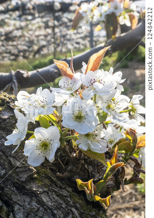 20th Century Pear Flower (Yurihama Town, Tottori Prefecture) 20th Century Pear Flower (Yurihama Town, Tottori Prefecture) 124842212