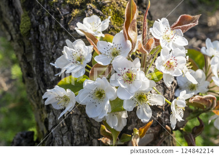 20th Century Pear Flower (Yurihama Town, Tottori Prefecture) 20th Century Pear Flower (Yurihama Town, Tottori Prefecture) 124842214