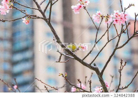a Pink Blossoms on a Tree Branch in Springtime a Pink Blossoms on a Tree Branch in Springtime 124842388