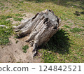 big old stump 124842521