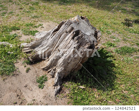 big old stump 124842521