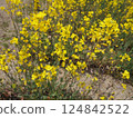 Beautiful rape blossoms herald the arrival of spring 124842522
