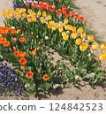 Colorful tulips in different colors 124842523