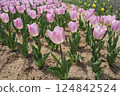 Pretty pink tulip flowers blooming in a spring flowerbed 124842524