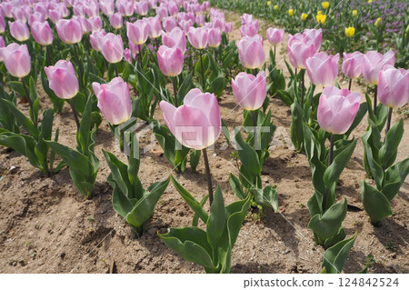 Pretty pink tulip flowers blooming in a spring flowerbed 124842524