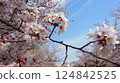 Beautiful cherry blossoms in full bloom against the blue sky 124842525