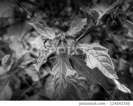 Monochrome World ~Black Demon Lantern~ 124842588