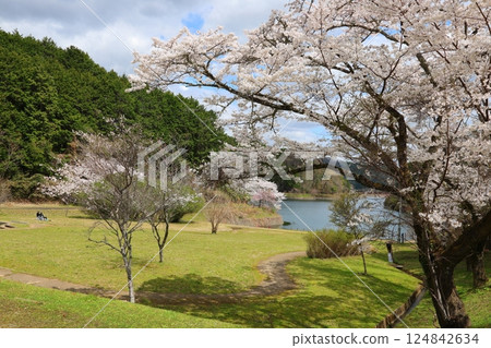 [Kurahashi Reservoir Park, cherry blossoms in full bloom / Kurahashi, Sakurai City, Nara Prefecture] 124842634