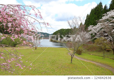 [Kurahashi Reservoir Park, cherry blossoms in full bloom / Kurahashi, Sakurai City, Nara Prefecture] 124842636