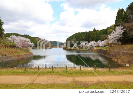 [Kurahashi Reservoir Park, cherry blossoms in full bloom / Kurahashi, Sakurai City, Nara Prefecture] 124842637