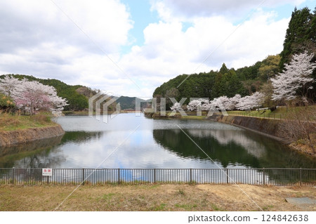 [Kurahashi Reservoir Park, cherry blossoms in full bloom / Kurahashi, Sakurai City, Nara Prefecture] 124842638