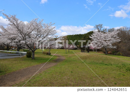 [倉橋水庫公園，櫻花盛開/奈良縣櫻井市倉橋] 124842651