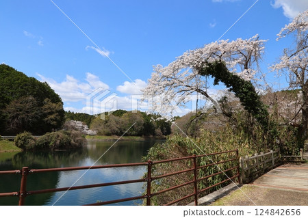 [Kurahashi Reservoir Park, cherry blossoms in full bloom / Kurahashi, Sakurai City, Nara Prefecture] 124842656