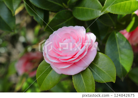 Beautiful Otome Tsubaki Beautiful Otome Tsubaki 124842675