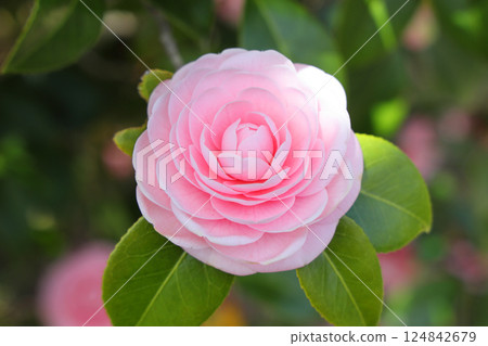 Beautiful Otome Tsubaki Beautiful Otome Tsubaki 124842679