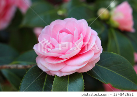 Beautiful Otome Tsubaki 124842681