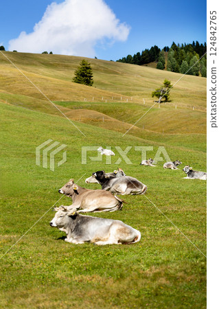 Cows resting on green grass pasture Cows resting on green grass pasture 124842765