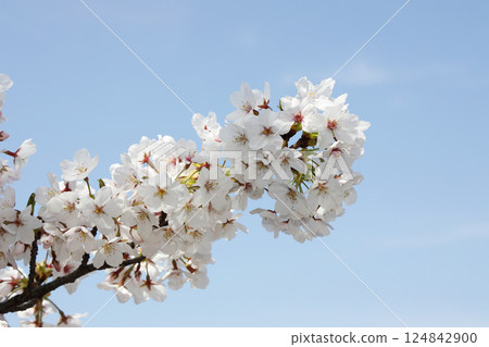 櫻花盛開 124842900