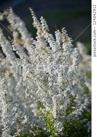 Spiraea ulmoides (Thunberg's meadowsweet) Spiraea ulmoides (Thunberg's meadowsweet) 124842912