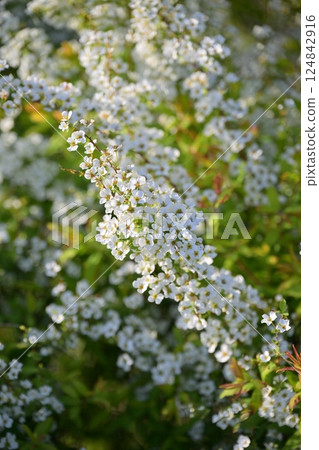 Spiraea ulmoides (Thunberg's meadowsweet) Spiraea ulmoides (Thunberg's meadowsweet) 124842916