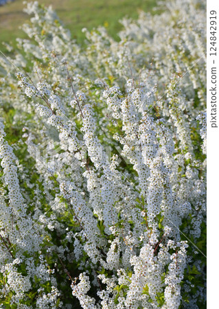 繡線菊（Thunberg 繡線菊） 124842919
