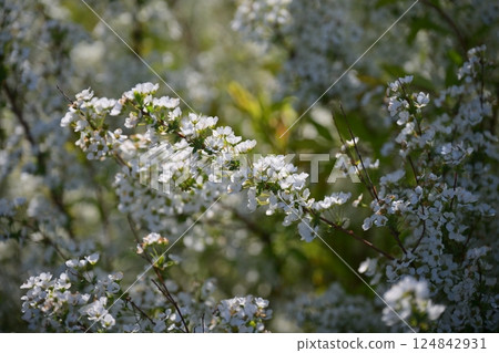 Spiraea ulmoides (Thunberg's meadowsweet) Spiraea ulmoides (Thunberg's meadowsweet) 124842931