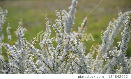 繡線菊(Thunberg 繡線菊) 繡線菊(Thunberg 繡線菊) 124842932