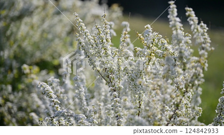 繡線菊（Thunberg 繡線菊） 124842933