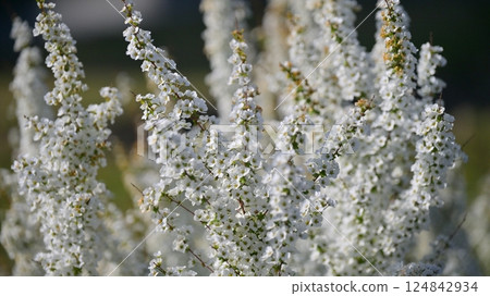Spiraea ulmoides (Thunberg's meadowsweet) 124842934