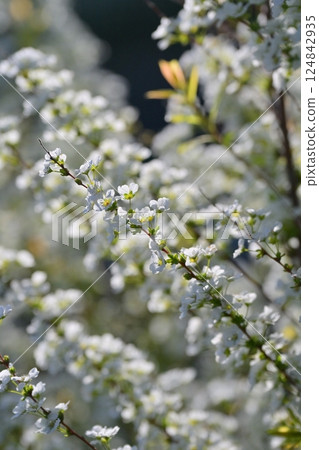 Spiraea ulmoides (Thunberg's meadowsweet) 124842935